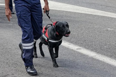 Les harnais pour chiens de police : équipements essentiels pour les missions d'intervention