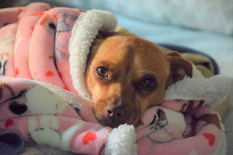 Les maladies les plus courantes chez le chien