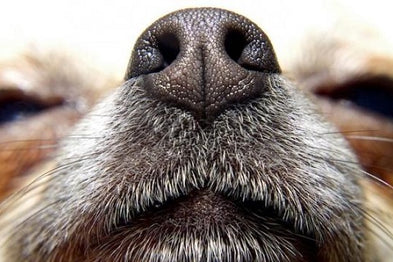 Odorat du chien : anatomie, utilité du flair et comportement olfactif