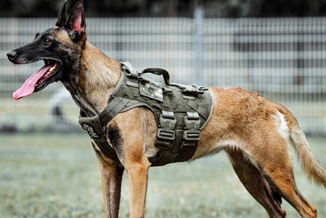 Quand et comment utiliser un harnais militaire pour son chien ?