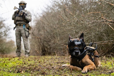 Quel équipement utiliser pour un chien militaire ? Entraînement, dressage et missions