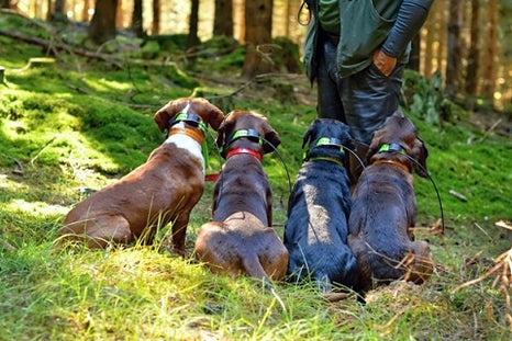 Quelles sont les utilisations du collier GPS pour chien à la chasse ?