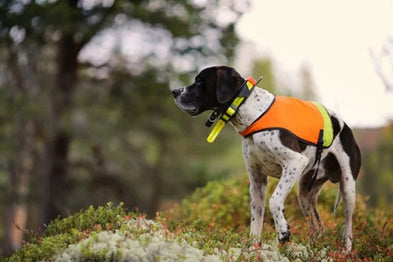 Les 3 meilleurs colliers GPS VHF pour chien de chasse