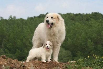 Top 20 des races de chiens français : Découvrez nos compagnons canins d'origine française !