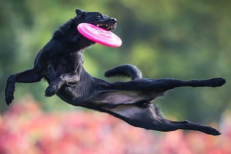 Tout savoir sur l'initiation du chien au frisbee