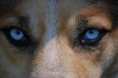 Tout savoir sur la vision du chien : anatomie, spécificités,  et comportements