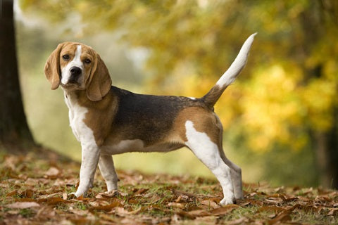 Tout savoir sur le beagle : un chien de chasse et de compagnie !