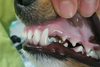 Collection Hygiène bucco-dentaire pour chien