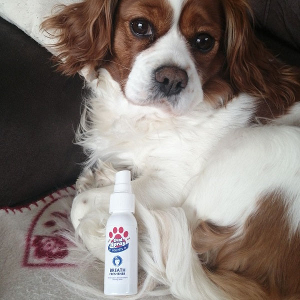 Spray anti-tartre pour chien - témoignage client PeelaGreen